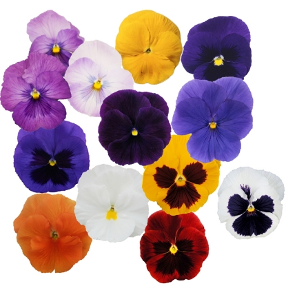 Picture of Pansy - Premier Mixed F1